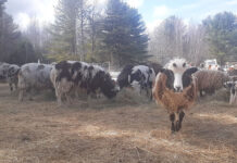 The bigger picture and patience in growing a farm’s pastures sheep