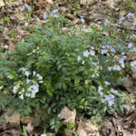 Spring’s offerings bring summer anticipation Spring ephemerals