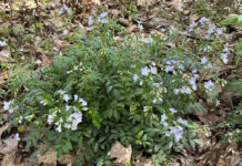 Spring’s offerings bring summer anticipation Spring ephemerals