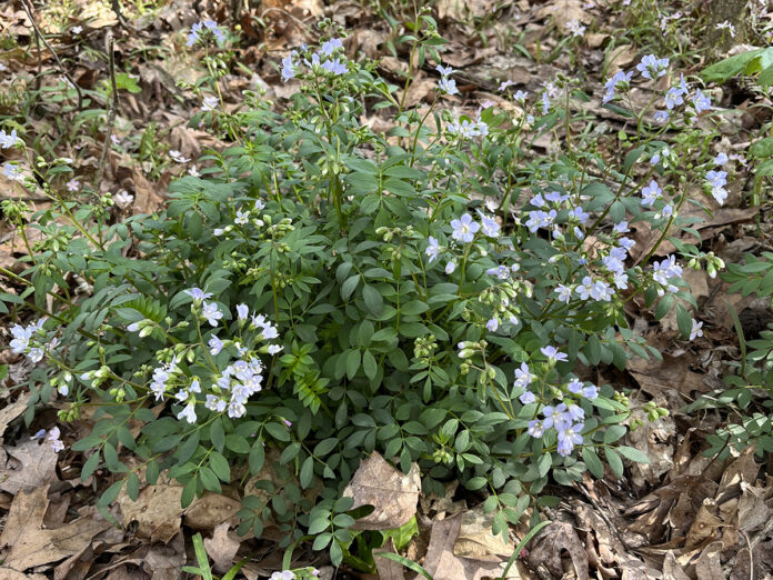 Spring ephemerals Spring ephemerals