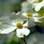 The cycle of life is filled with gratitude dogwood