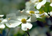 The cycle of life is filled with gratitude dogwood