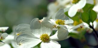 The cycle of life is filled with gratitude dogwood