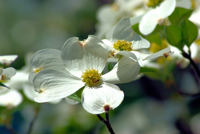 dogwood dogwood
