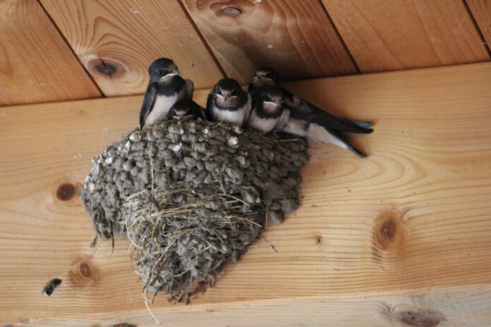 barn swallows