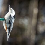 white-breasted nuthatch