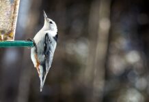 How to create a songbird habitat in your backyard white-breasted nuthatch