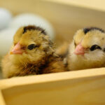 chicks