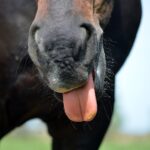 Personal plumber horse