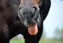 Personal plumber horse