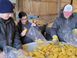 three ruff children sort through dried corn cobs