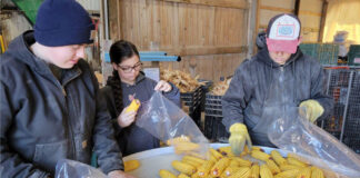 three ruff children sort through dried corn cobs