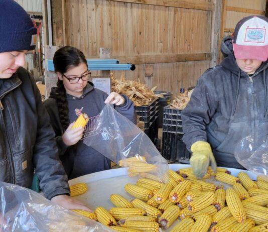 three ruff children sort through dried corn cobs