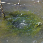 Episodes of explosion mccallion-well-bubbles