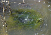 Episodes of explosion mccallion-well-bubbles