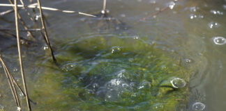 mccallion-well-bubbles