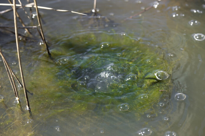 mccallion-well-bubbles mccallion-well-bubbles