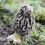 morel mushroom