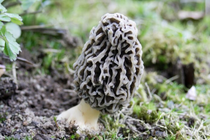 morel mushroom morel mushroom