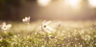 After a long winter, spring has sprung spring dew