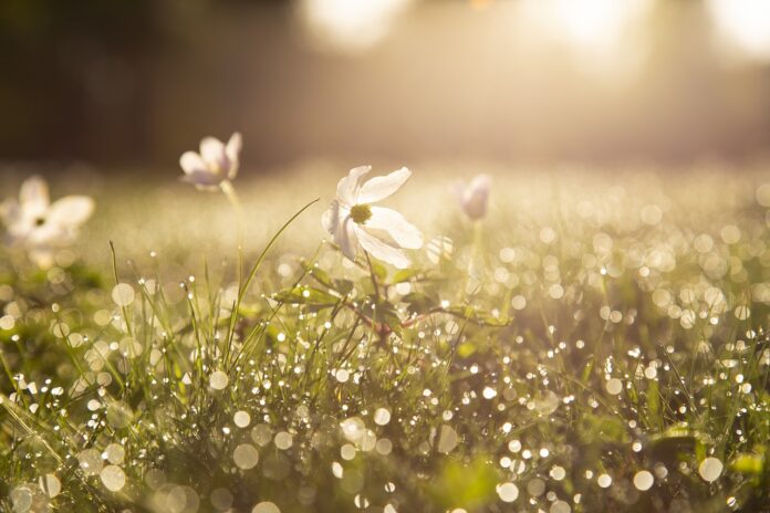 spring dew spring dew