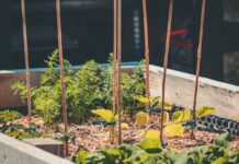 Just call it living raised bed garden