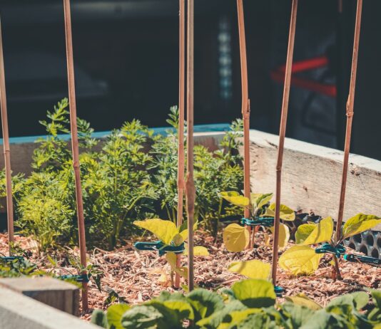 raised bed garden