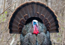 Youth hunters harvest 1,823 wild turkeys in Ohio male turkey