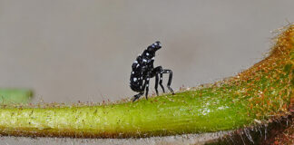 spotted lanternfly as an early instar nymph