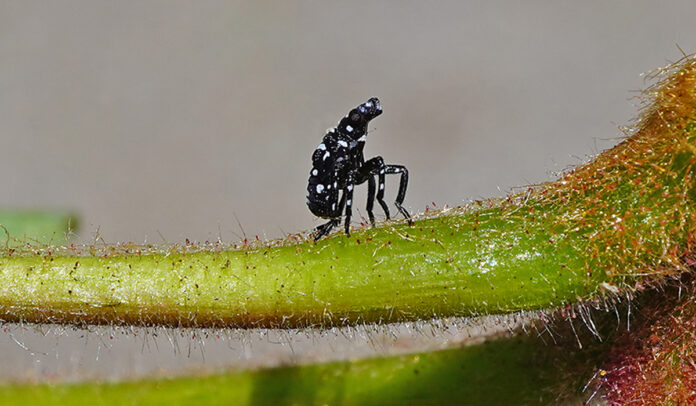spotted lanternfly as an early instar nymph