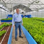 Retired educator sees potential in aquaponics a man stands in a greenhouse, surrounded by bright green lettuce plants