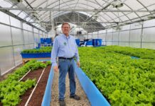 Retired educator sees potential in aquaponics a man stands in a greenhouse, surrounded by bright green lettuce plants