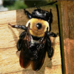 eastern carpenter bee