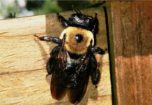 How to keep eastern carpenter bees from damaging your home eastern carpenter bee