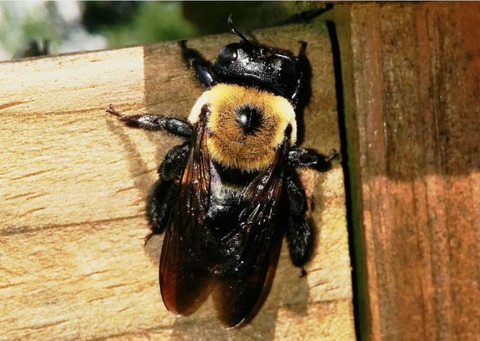 eastern carpenter bee