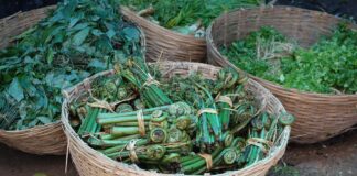 Springtime is time for forest foraging fiddleheads
