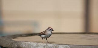 How to clean a birdbath and keep it clean birdbath