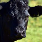 Know the basics of fly control in livestock this summer flies on a cow