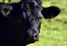 Know the basics of fly control in livestock this summer flies on a cow