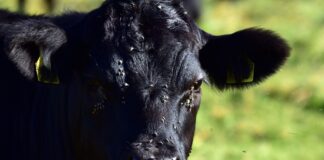 flies on a cow
