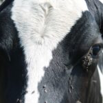 ‘Shoo fly’ don’t bother me or my cows cow with flies