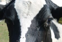 ‘Shoo fly’ don’t bother me or my cows cow with flies