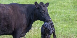 cow and calf