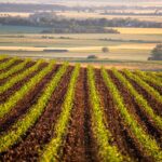Farmers focus on weather, but grain markets keep ignoring it corn field
