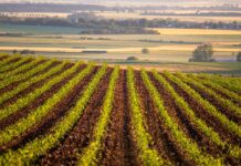 Nominations for Ohio Agricultural Hall of Fame are due March 15 corn field