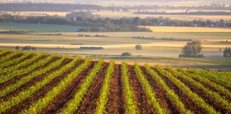 Nominations for Ohio Agricultural Hall of Fame are due March 15 corn field
