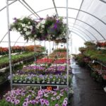 greenhouse filled with flowers