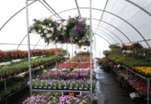 Flower shopping signals return of summer greenhouse filled with flowers