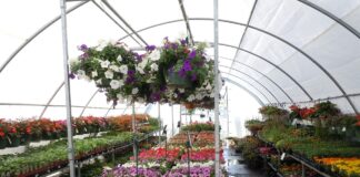 greenhouse filled with flowers