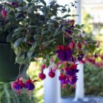 Remembering the women who shape our lives hanging basket